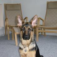 Schæferhund Maddie