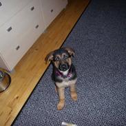 Schæferhund Maddie