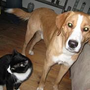 Blanding af racer king