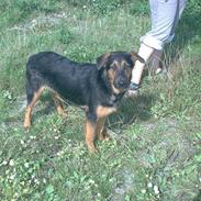 Blanding af racer nasa