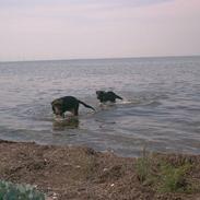 Blanding af racer nasa