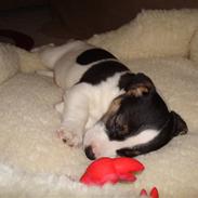 Jack russell terrier Aygo 