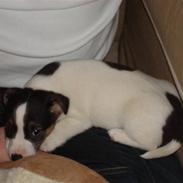 Jack russell terrier Aygo 