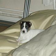 Jack russell terrier Aygo 