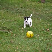 Jack russell terrier Aygo 