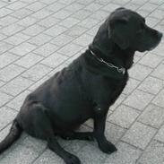Labrador retriever Max    R.I.P 