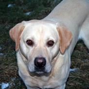 Labrador retriever Balder
