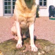 Labrador retriever Balder