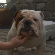 Engelsk bulldog Aaron