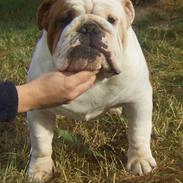 Engelsk bulldog Aaron