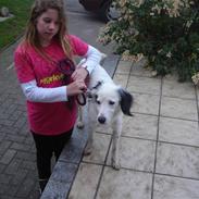 Blanding af racer sammi