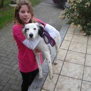 Blanding af racer sammi