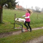 Blanding af racer sammi