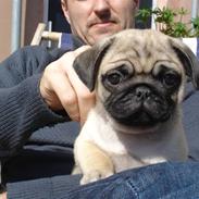 Mops Muffin