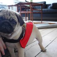Mops Muffin