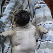 Mops Muffin