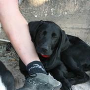 Labrador retriever Buster