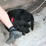 Labrador retriever Buster