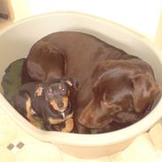 Blanding af racer lille Fie