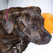 Blanding af racer Gucci :D