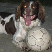 Field Trial spaniel Aksel