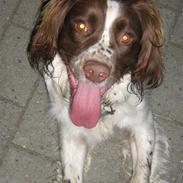 Field Trial spaniel Aksel