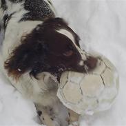 Field Trial spaniel Aksel