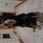 Blanding af racer Rocky