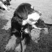 Blanding af racer Rocky