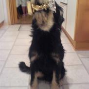 Blanding af racer Rocky