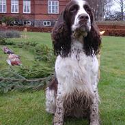 Engelsk springer spaniel Nulletullen