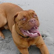 Dogue de bordeaux Eros