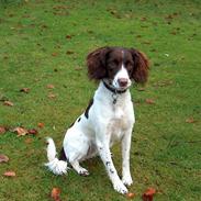Field Trial spaniel Ziki