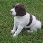 Field Trial spaniel Ziki