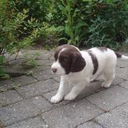 Field Trial spaniel Ziki