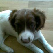 Field Trial spaniel Ziki