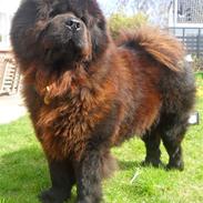 Chow chow Mambo