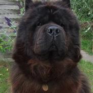 Chow chow Mambo