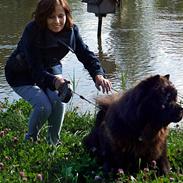 Chow chow Mambo