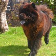 Chow chow Mambo