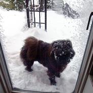 Chow chow Mambo