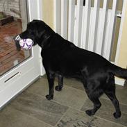 Labrador retriever Otto R.I.P :(