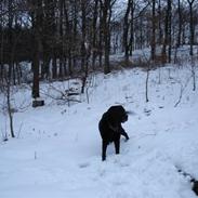 Labrador retriever Otto R.I.P :(