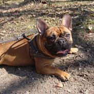 Fransk bulldog Bobo