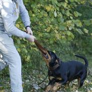 Rottweiler Jondia´s Alley (Aica)