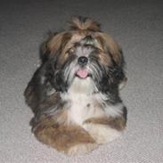 Lhasa apso gizmo