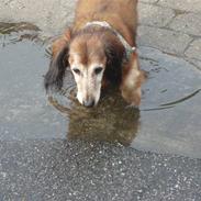 Dværggravhund Heiko RIP