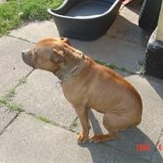 Staffordshire bull terrier vicktor