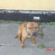 Staffordshire bull terrier vicktor