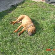 Staffordshire bull terrier vicktor